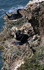 GRAND CORMORAN MAROCAIN (Phalacrocorax carbo maroccanus) - adultes sur leur nid avec des poussins - Maroc (côte atlantique)
