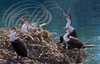 GRANDS CORMORANS MAROCAINS (Phalacrocorax carbo maroccanus) sur leur nid avec des jeunes