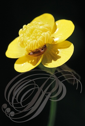 RENONCULE BULBEUSE RENONCULE BULBEUSE ou BOUTON D'OR  (Ranunculus bulbosus) 
