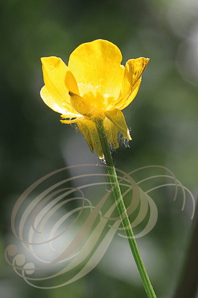 RENONCULE BULBEUSE ou BOUTON D'OR  (Ranunculus bulbosus)