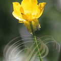 RENONCULE BULBEUSE ou BOUTON D'OR  (Ranunculus bulbosus)