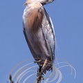 HÉRON GARDE BOEUFS (Bubulcus ibis)    