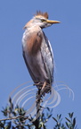HÉRON GARDE BOEUFS (Bubulcus ibis)    