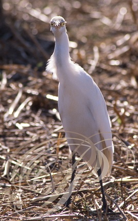 HÉRON GARDE BOEUFS (Bubulcus ibis)      