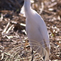 HÉRON GARDE BOEUFS (Bubulcus ibis)      