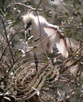 HÉRON GARDE BOEUFS (Bubulcus ibis) - jeune sorti du nid