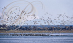CANARDS SAUVAGES - en vol - sur une zone d'hibernage en compagnie de FOULQUES MACROULES  (Fulica atra) - sur l'eau