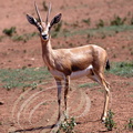GAZELLE DORCAS (Gazella dorcas)