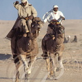 DOUZ - Festival du Sahara (course de dromadaires)