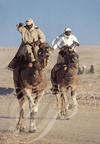 DOUZ - Festival du Sahara (course de dromadaires)
