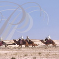 DOUZ - Festival du Sahara (course de dromadaires) 