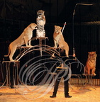NOËL en CIRQUE 2012 à Valence d'Agen 2012 : EVEN LANDRI et ses fauves (Cirque de Venise)