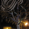 LECTOURE - les nuits de lumières : un arbre illuminé