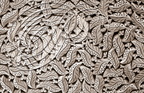 TÉLOUET - KASBAH du GLAOUI : décors (motif floral rare)