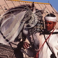 FANTASIA (Maroc) - cheval Barbe harnaché et son cavalier