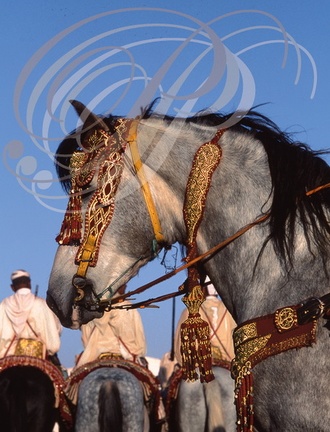 FANTASIA (Maroc) - harnachement de tête et collier brodés de fils d'or 