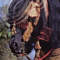 FANTASIA (Maroc) - harnachement de tête orné de fils d'or - CHEVAL BARBE 