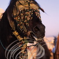 FANTASIA (Maroc) - harnachement de tête orné de fils d'or - CHEVAL BARBE 