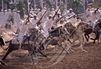 FANTASIA (Maroc) - la charge (cavaliers prêts pour le baroud)