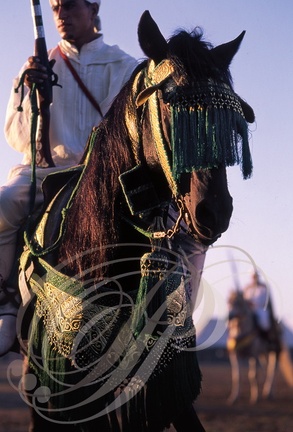 FANTASIA (Maroc) - cheval Barbe harnaché et son cavalier  
