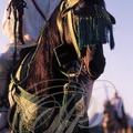 FANTASIA (Maroc) - cheval Barbe harnaché et son cavalier  