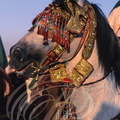 FANTASIA (Maroc) - harnachement de tête orné de fils d'or - CHEVAL BARBE