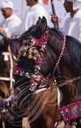 FANTASIA (Maroc) - harnachement de tête orné de sequins : Moyen-Atlas (tribus zayanes) - CHEVAL BARBE