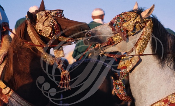 FANTASIA (Maroc) - chevaux Barbes harnachés 