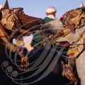 FANTASIA (Maroc) - chevaux Barbes harnachés 
