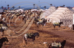 FANTASIA (Maroc) - rassemblement des chevaux avant la fantasia (El Jadida)