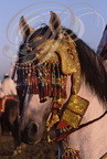 FANTASIA (Maroc) - harnachement de tête brodé de fils d'or