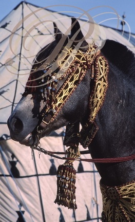 FANTASIA (Maroc) - harnachement de tête brodé de fils d'or    