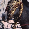 FANTASIA (Maroc) - harnachement de tête brodé de fils d'or    