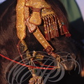 FANTASIA (Maroc) - harnachement de tête brodé de fils d'or  - CHEVAL BARBE   