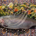 TRUITE FARIO (Salmo trutta fario) - pêche exceptionnelle : longueur 85 cm (Moyen-Atlas au Maroc)
