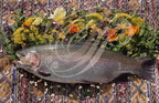 TRUITE FARIO (Salmo trutta fario) - pêche exceptionnelle : longueur 85 cm (Moyen-Atlas au Maroc)