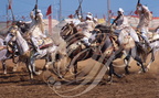 FANTASIA (Maroc) -  la charge - CHEVAUX  BARBES
