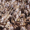 FANTASIA (Maroc) - cavaliers rassemblés avant la charge (Mouloud de Meknès) 