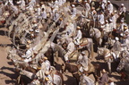 FANTASIA (Maroc) - cavaliers rassemblés avant la charge (Mouloud de Meknès) 