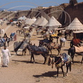 FANTASIA (Maroc) -  ambiance et préparation avant les charges (Mouloud de Meknès)