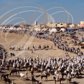 FANTASIA (Maroc) -  vue générale - charge (Mouloud de Meknès)