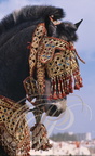 FANTASIA (Maroc) - harnachement de tête orné de fils d'or - CHEVAL BARBE     