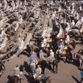 FANTASIA (Maroc) - les cavaliers rassemblés avant la charge (Mouloud de Meknès)  