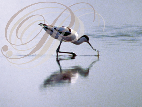 AVOCETTE ÉLÉGANTE (Recurvirostra avosetta) en action de pêche