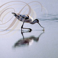 AVOCETTE ÉLÉGANTE (Recurvirostra avosetta) en action de pêche