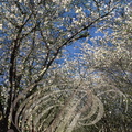 MERISIER ou GUIGNIER SAUVAGE (Prunus avium) floraison