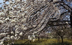 POMMIER (Malus pumila) - floraison