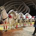 NOËL en CIRQUE 2013 à Valence d'Agen : KEVIN PROBST d'Allemagne et ses chevaux andalous