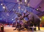 NOËL EN CIRQUE 2014 à Valence d'Agen : Famille GARTNER et leurs éléphantes (France)   