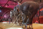 NOËL EN CIRQUE 2014 à Valence d'Agen : Famille GARTNER et leurs éléphantes (France) 